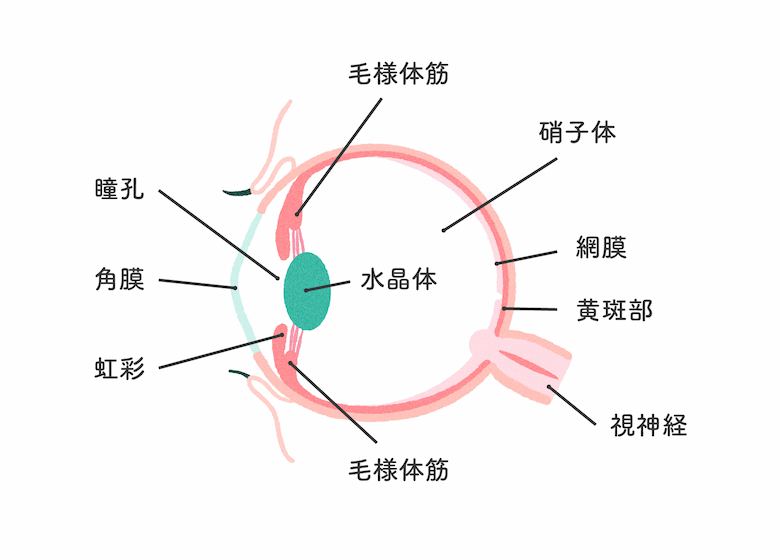 【目はどうやって物を見ているの？】