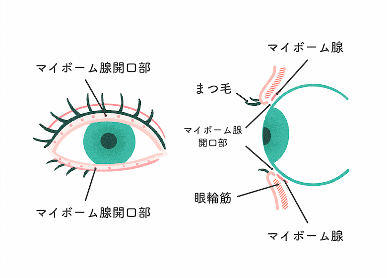 【「マイボーム腺」とは？】